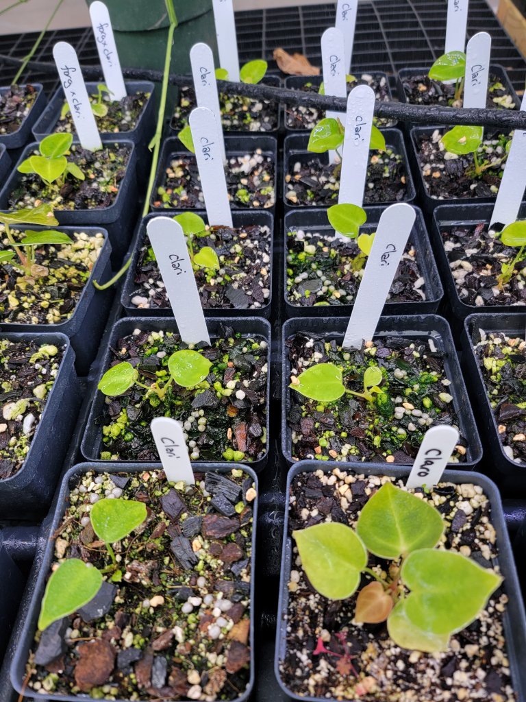 Anthurium Clarinervium Lutz Botanicals