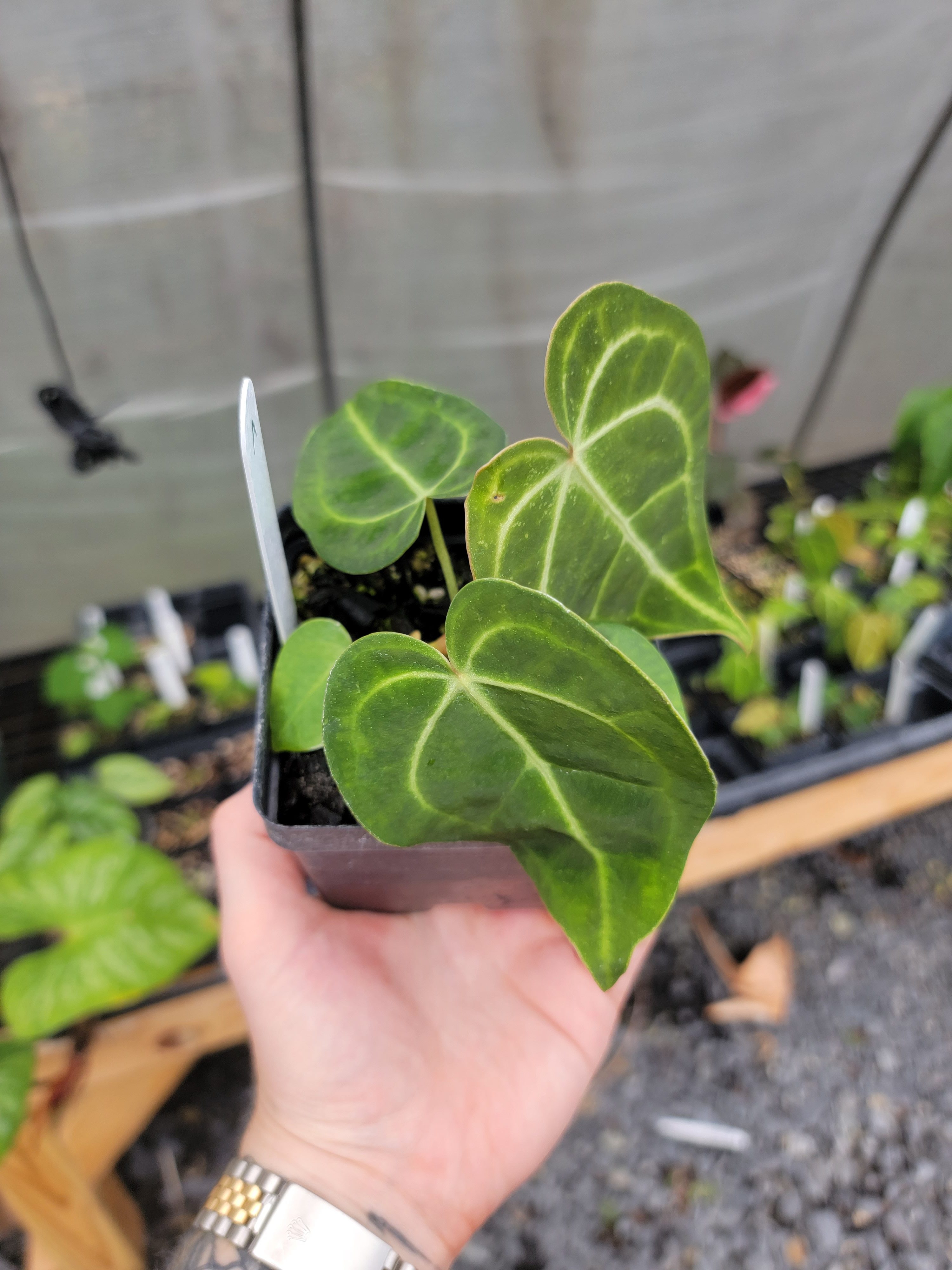 Anthurium Clarinervium Lutz Botanicals